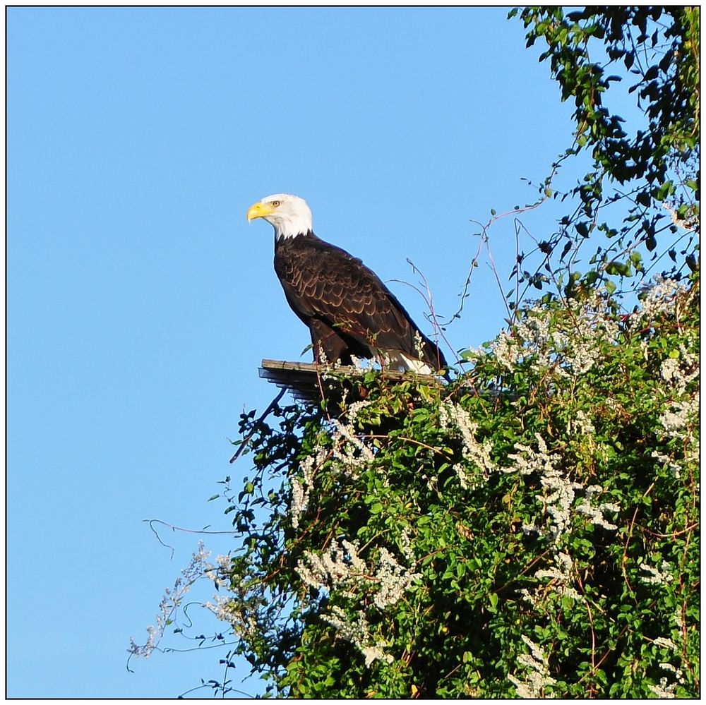 Weißkopfseeadler