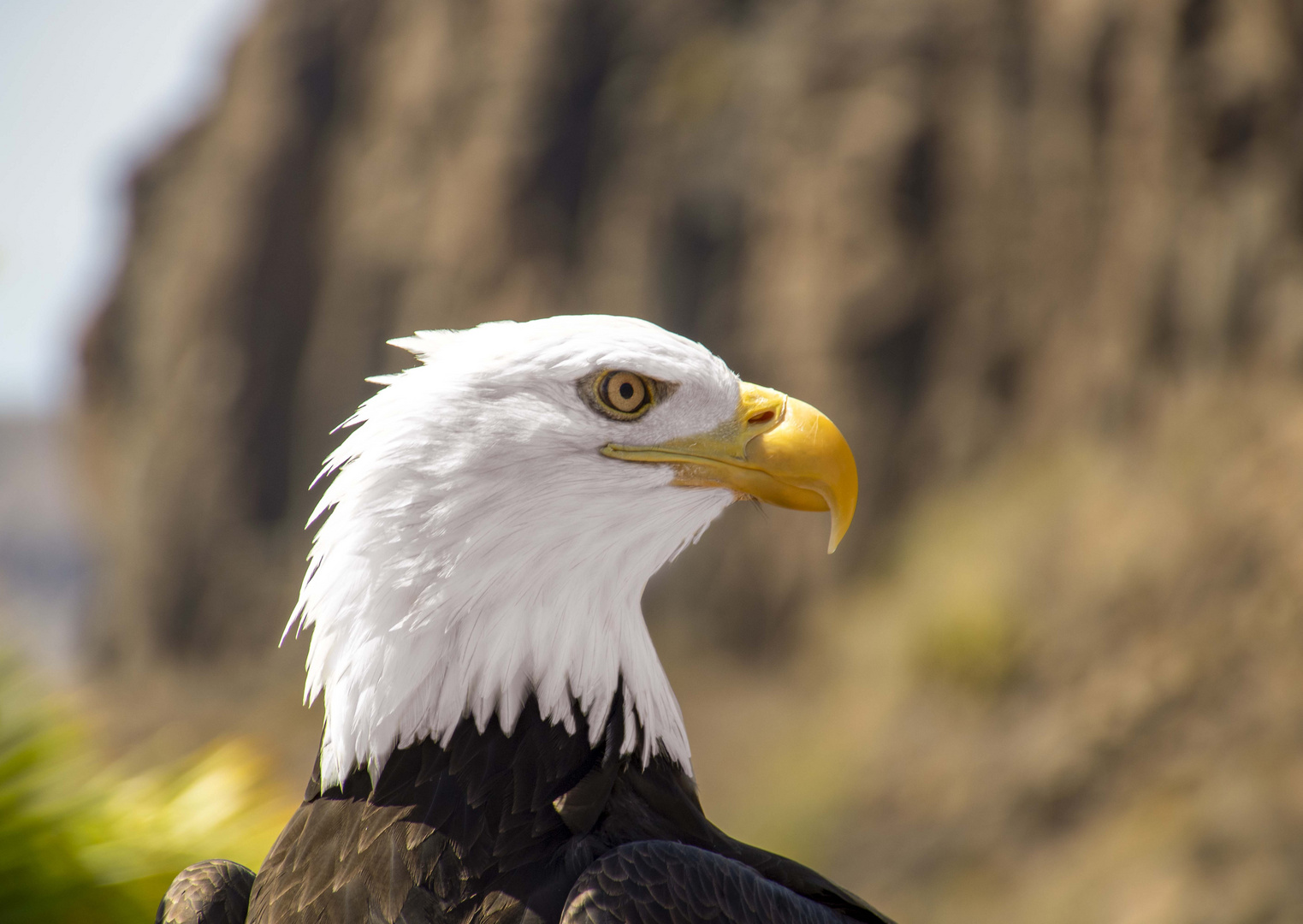 Weißkopfseeadler