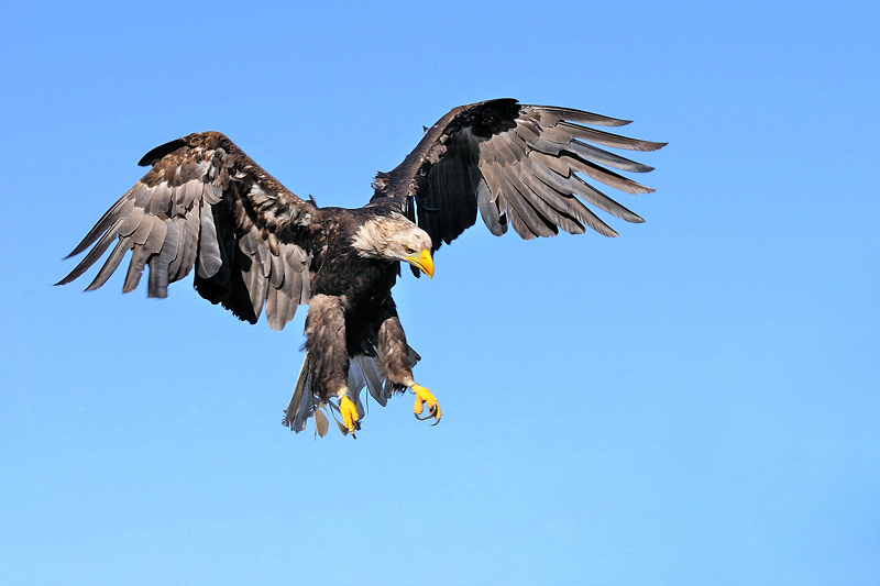 Weisskopfseeadler