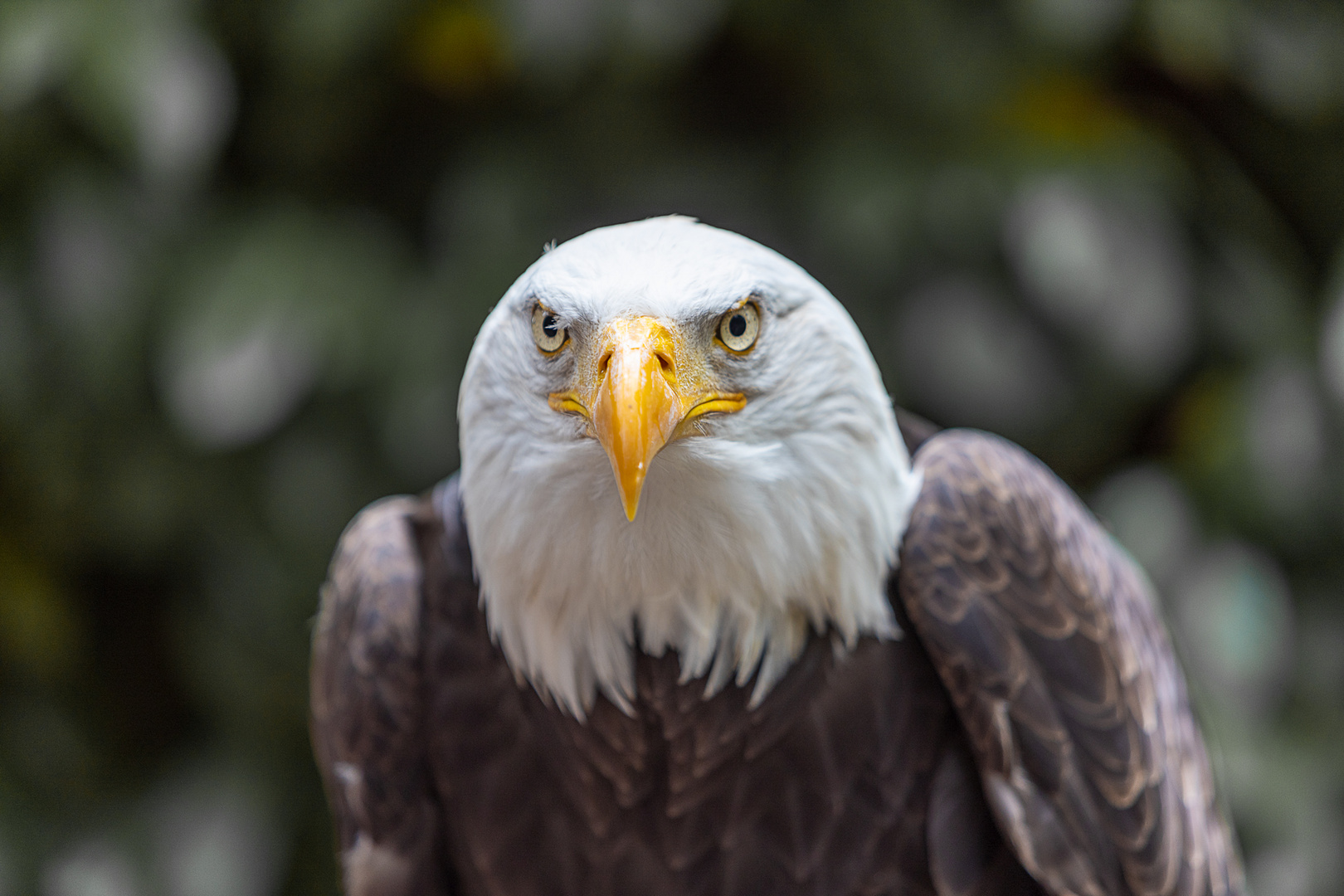 Weißkopfseeadler