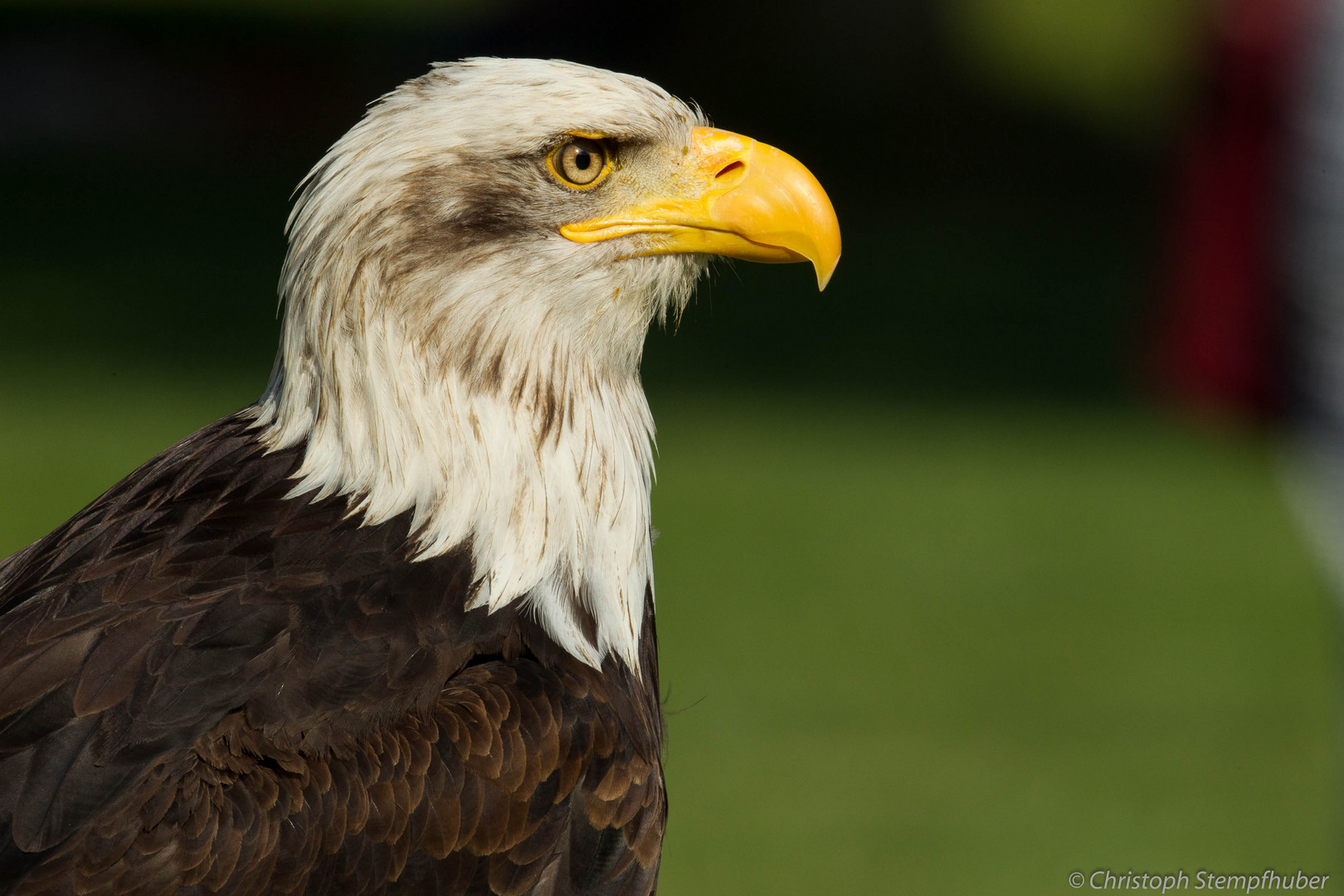 Weißkopfseeadler