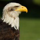 Weißkopfseeadler