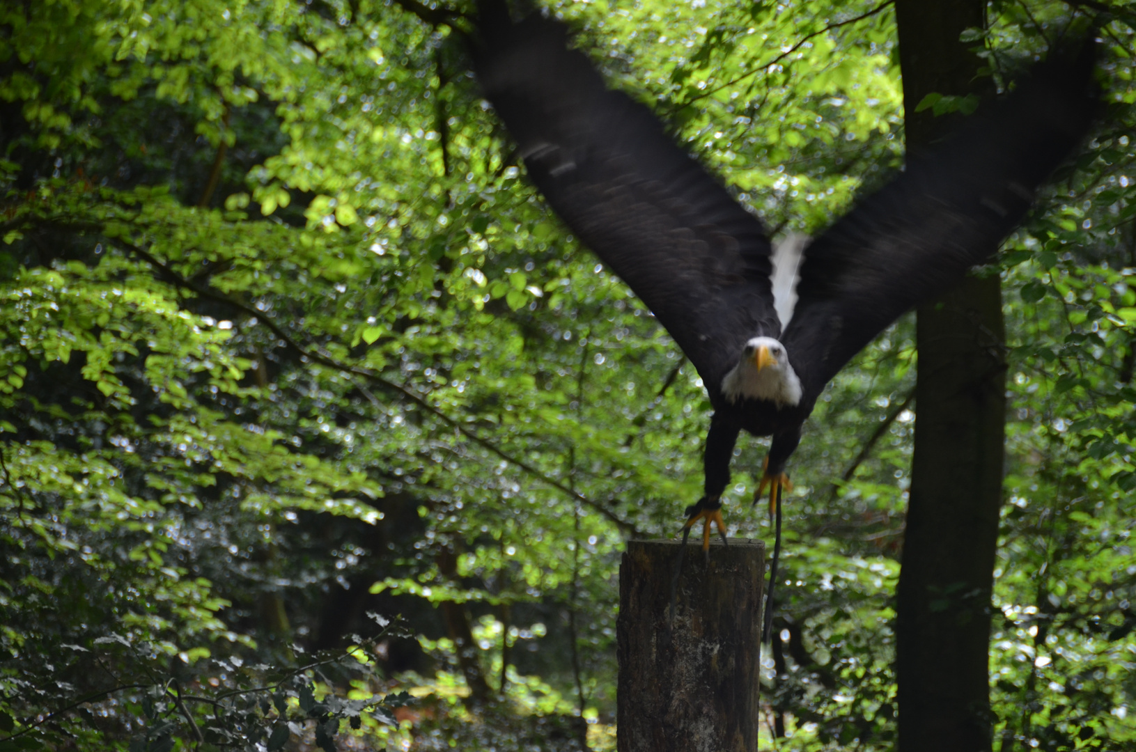 Weißkopfseeadler