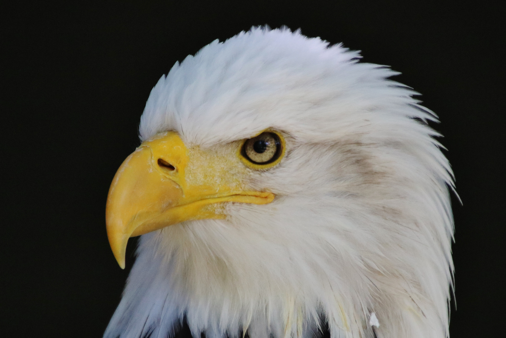 Weißkopfseeadler