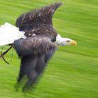 Weißkopfseeadler