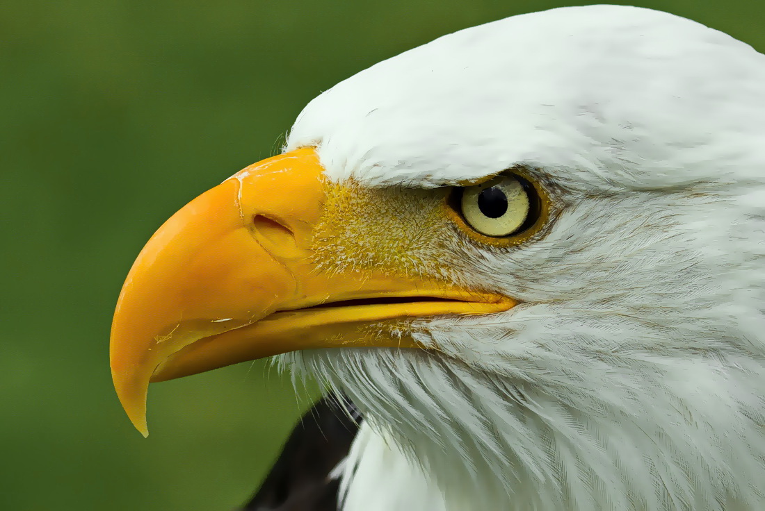 Weißkopfseeadler