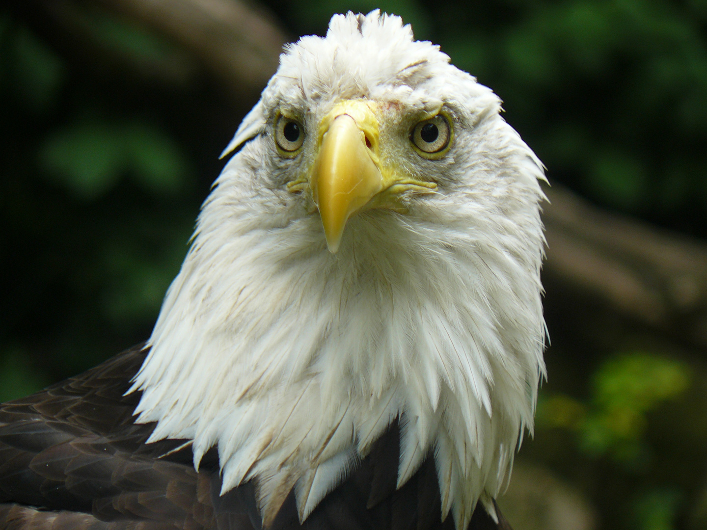 Weisskopfseeadler