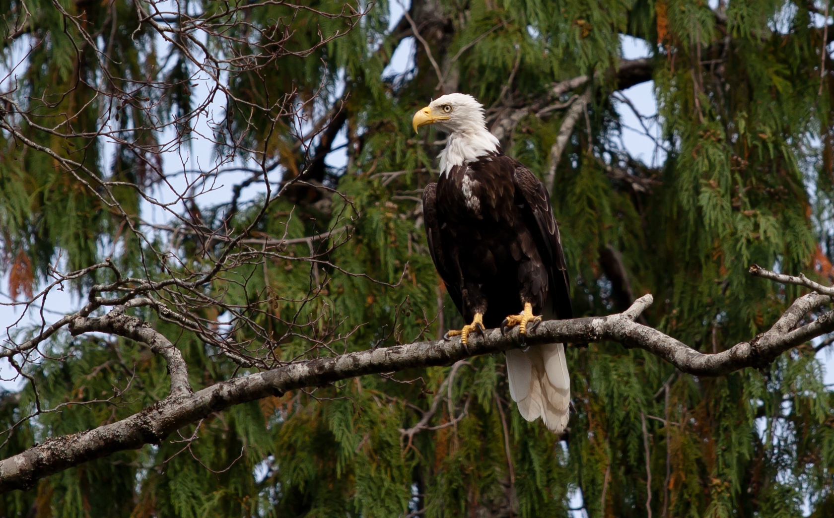 Weisskopfseeadler