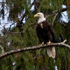 Weisskopfseeadler