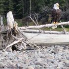 Weisskopfseeadler