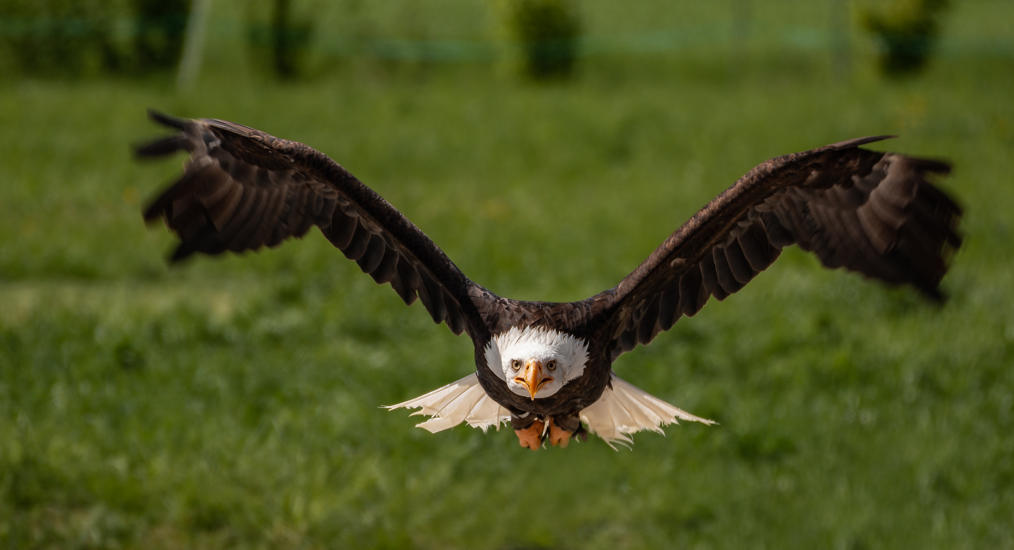 Weisskopfseeadler