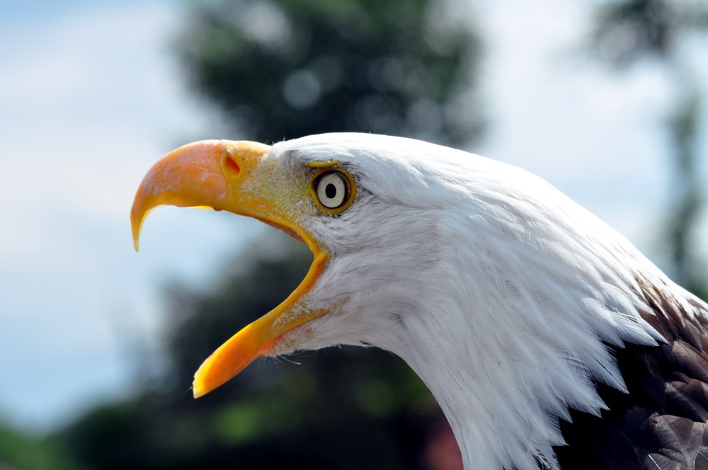 Weißkopfseeadler