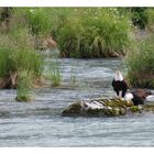 Weisskopfseeadler