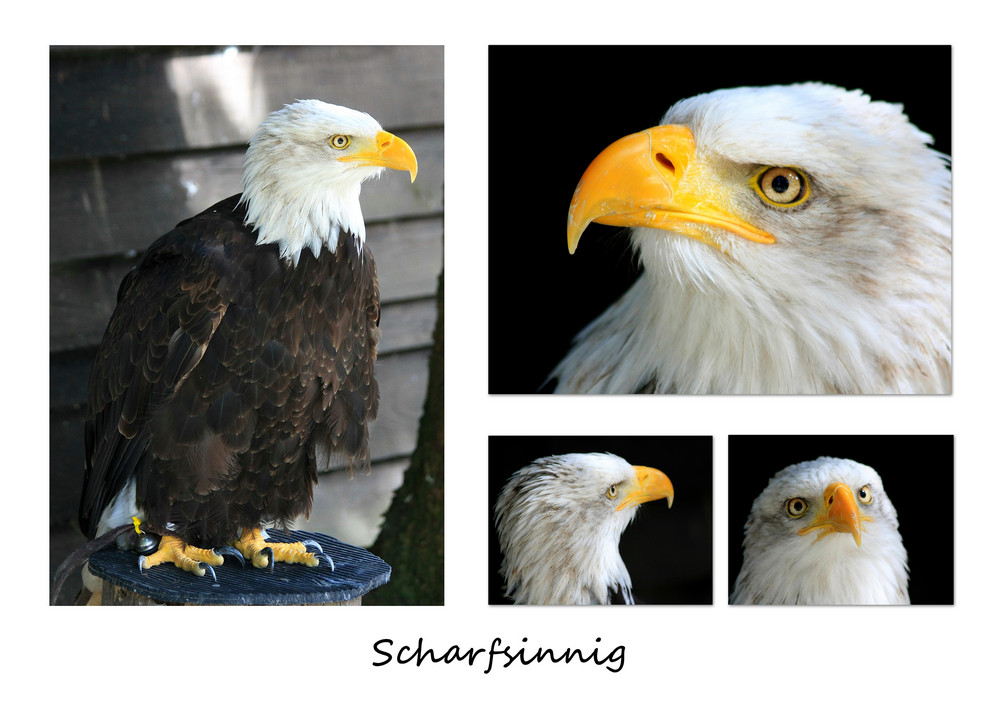 Weißkopfseeadler