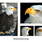 Weißkopfseeadler