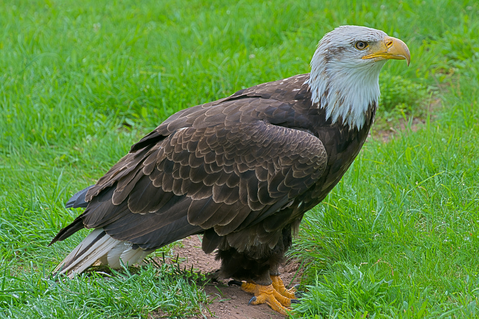 Weißkopfseeadler