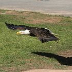 Weißkopfseeadler