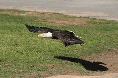 Weißkopfseeadler