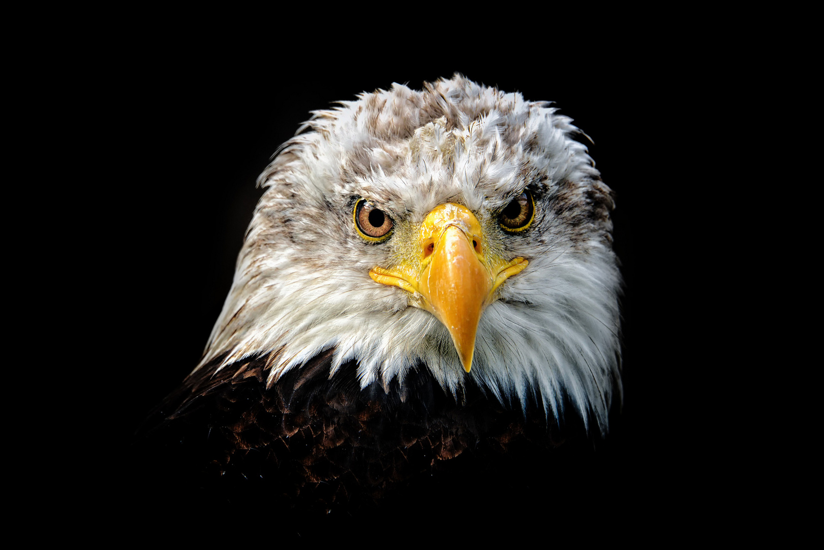 Weißkopfseeadler