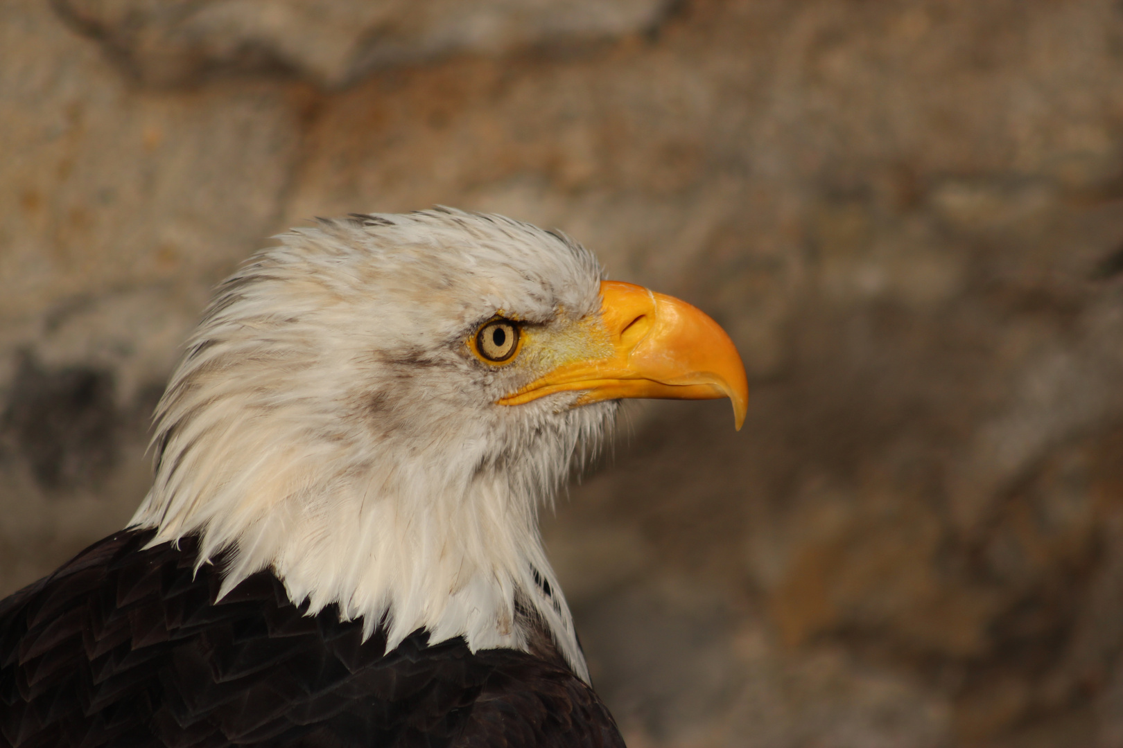 Weißkopfseeadler