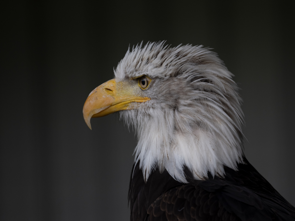 Weißkopfseeadler