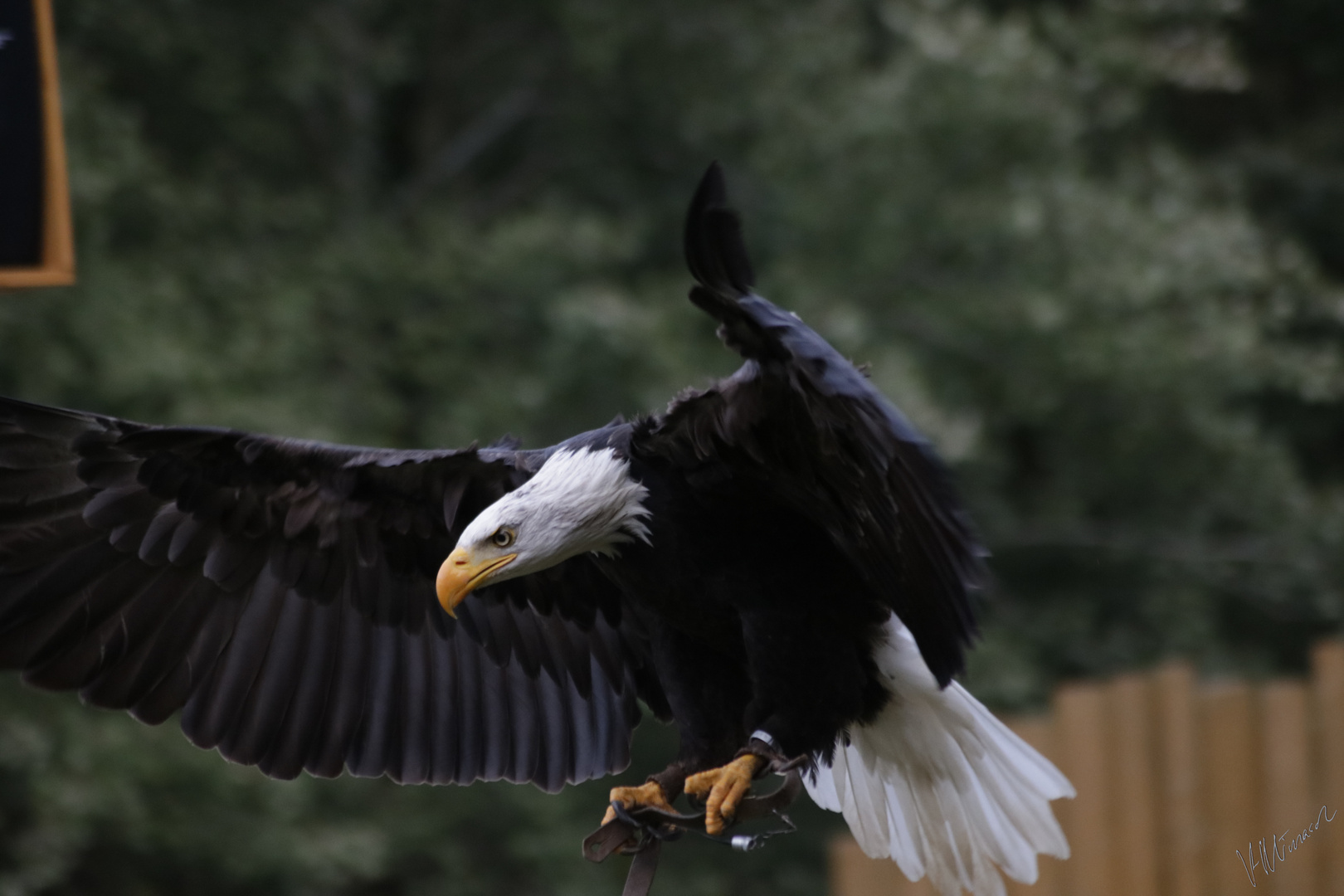 Weißkopfseeadler