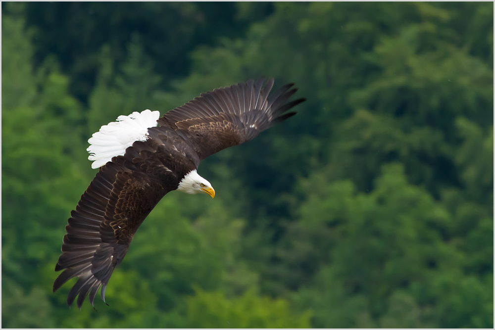 Weißkopfseeadler