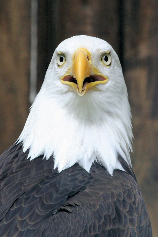 Weißkopfseeadler