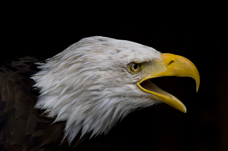 Weißkopfseeadler