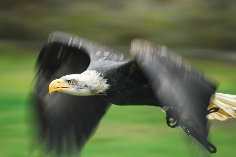 Weißkopfseeadler