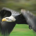 Weißkopfseeadler