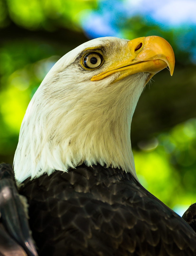 Weisskopfseeadler