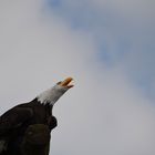 Weißkopfseeadler