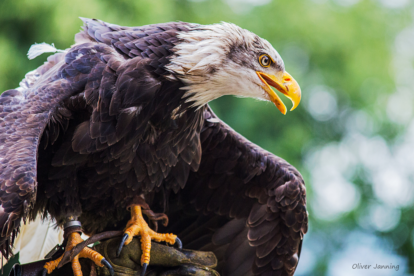 Weißkopfseeadler