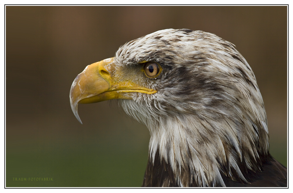 Weißkopfseeadler