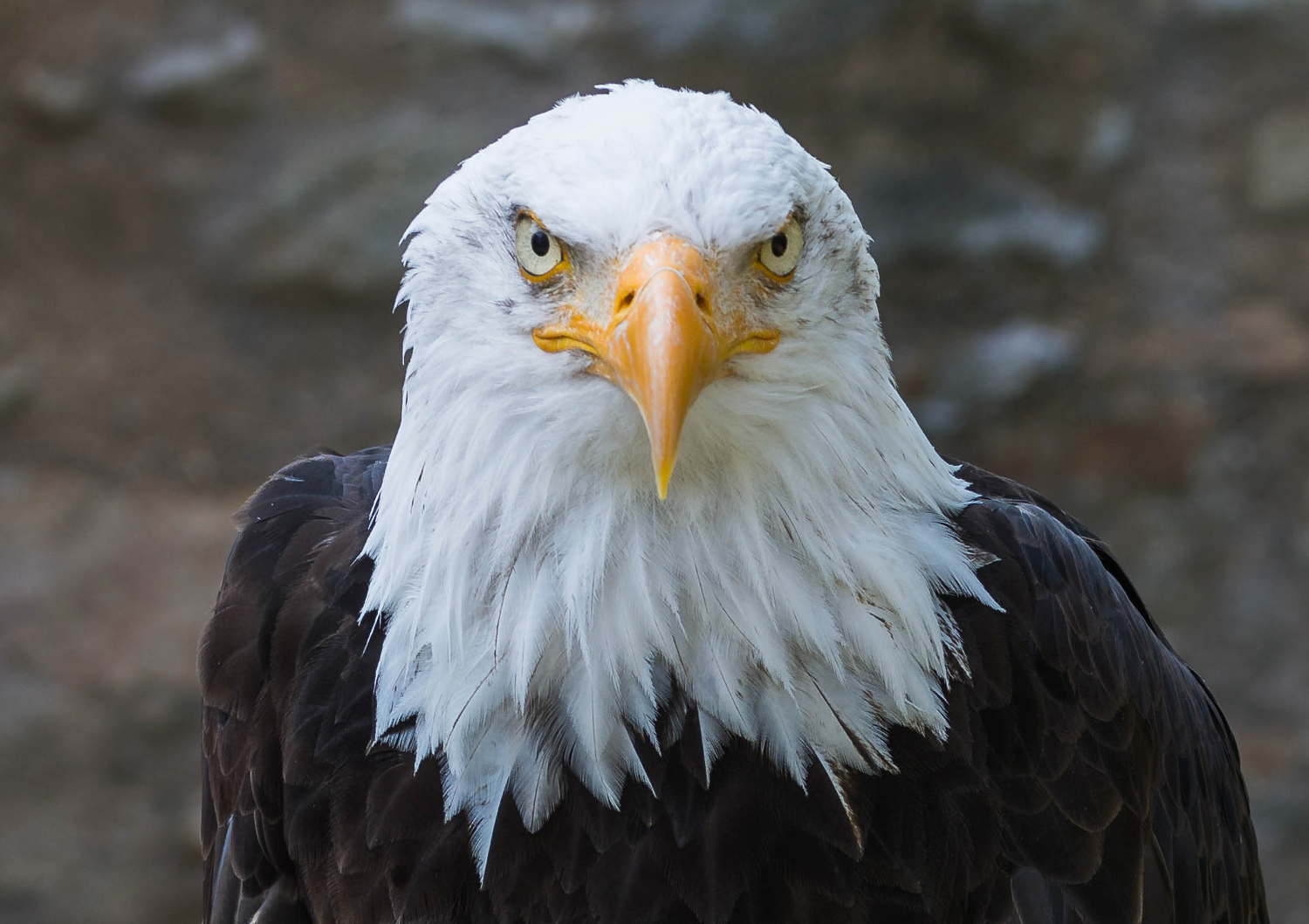 Weißkopfseeadler