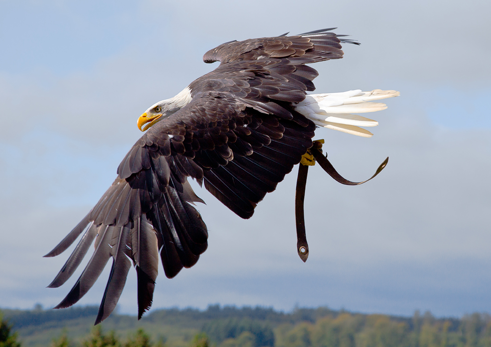 Weißkopfseeadler