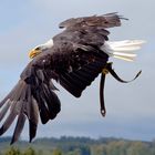 Weißkopfseeadler