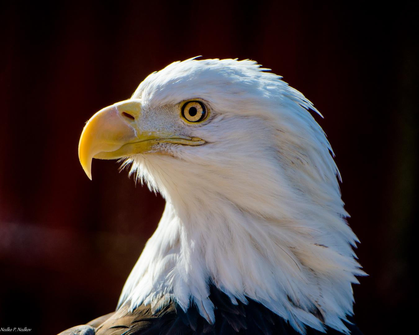 Weisskopfseeadler