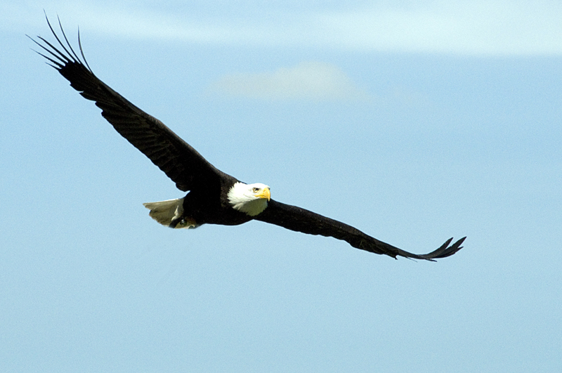 Weißkopfseeadler