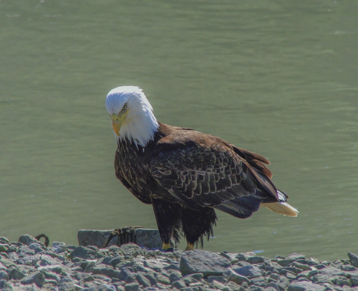 Weißkopfseeadler 