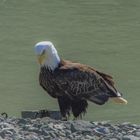 Weißkopfseeadler 