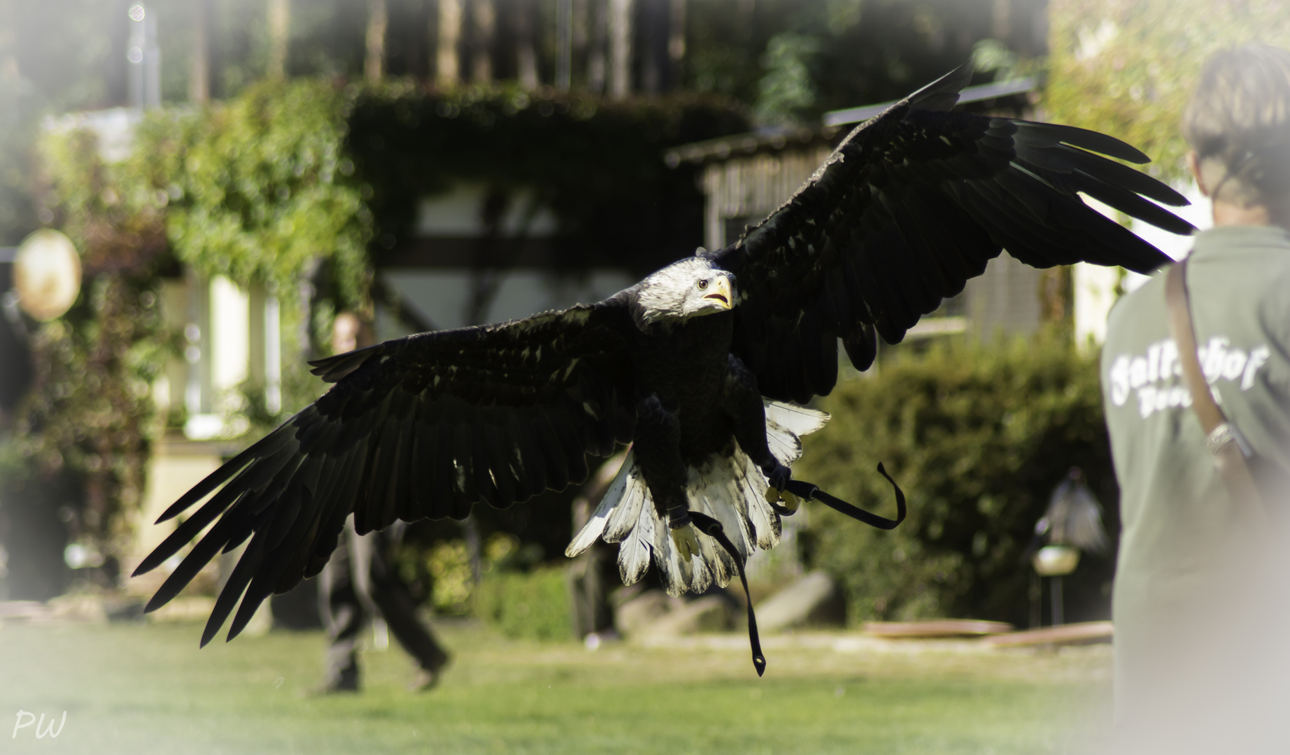 Weißkopfseeadler