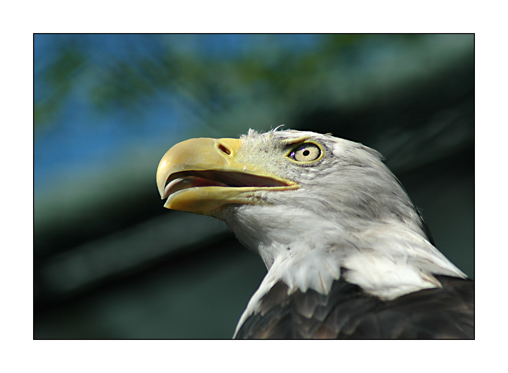 Weißkopfseeadler