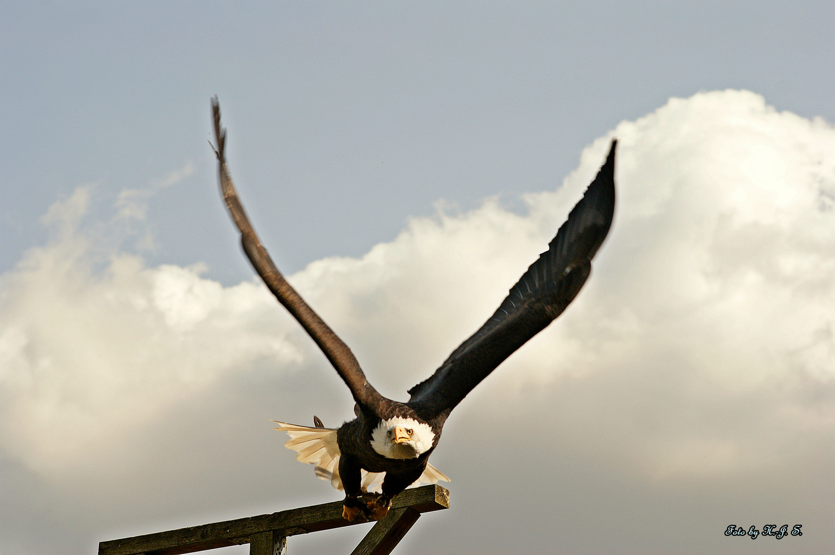 Weißkopfseeadler