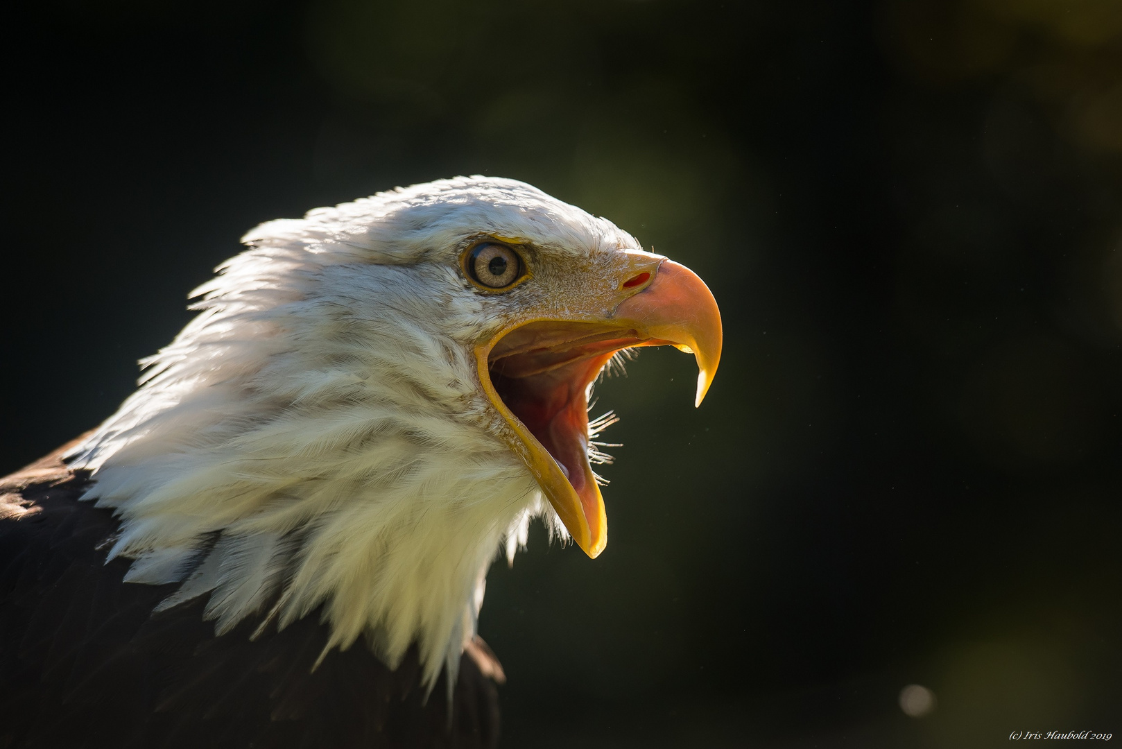 Weißkopfseeadler