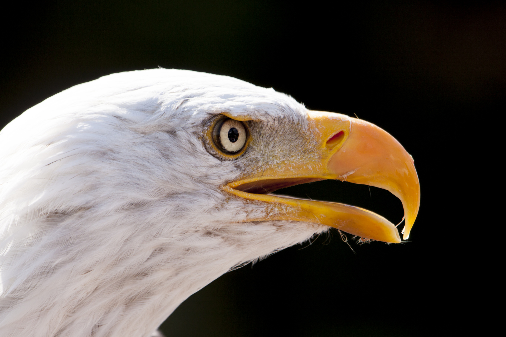 Weißkopfseeadler