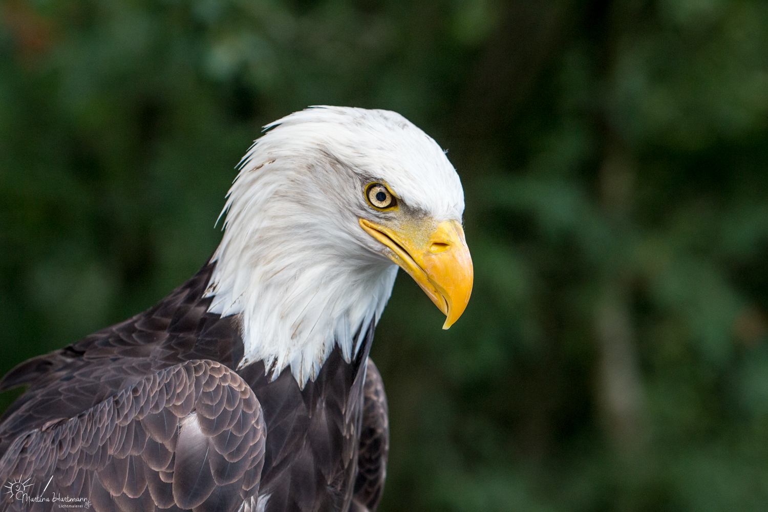 Weißkopfseeadler