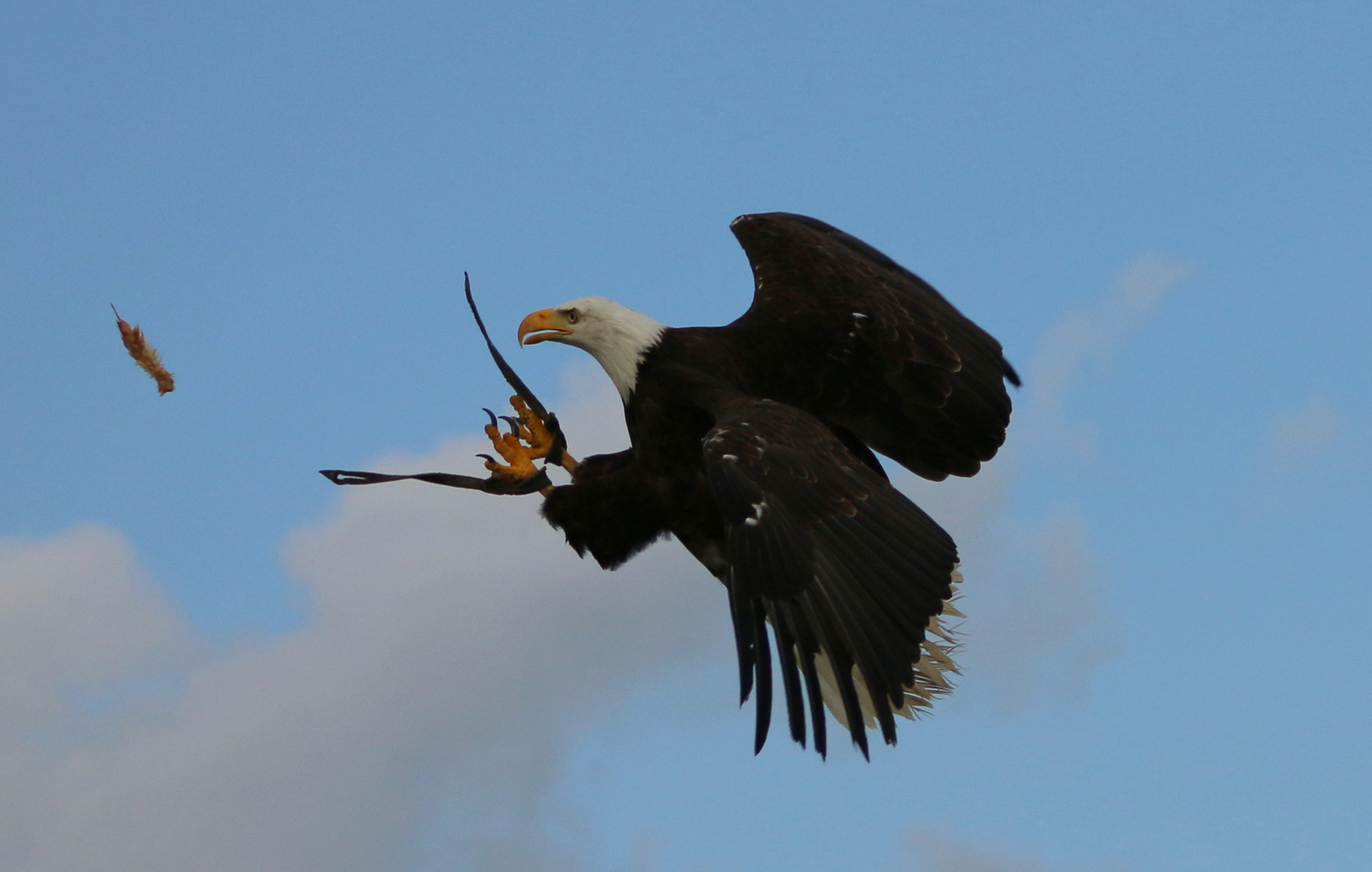 Weisskopfseeadler