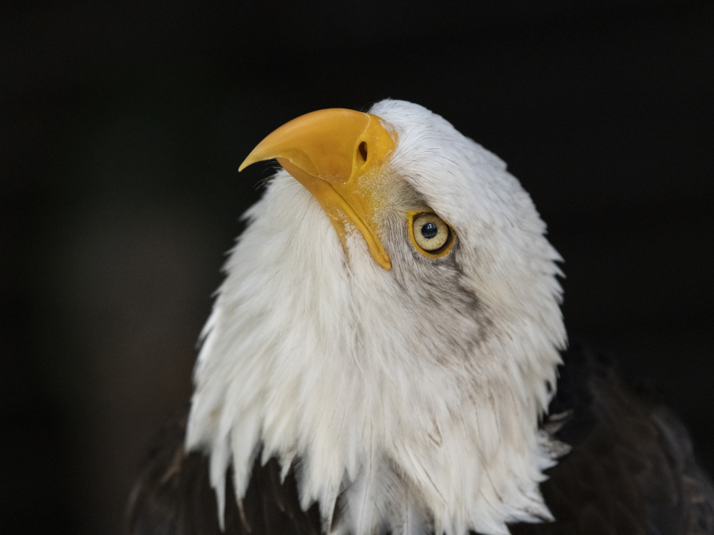 Weißkopfseeadler